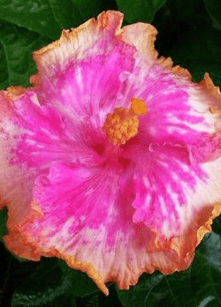 Giant Ombre Hibiscus Exotic Coral Flowers Seeds