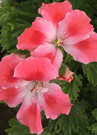 Candy Flowers Peach Cloud Seeds