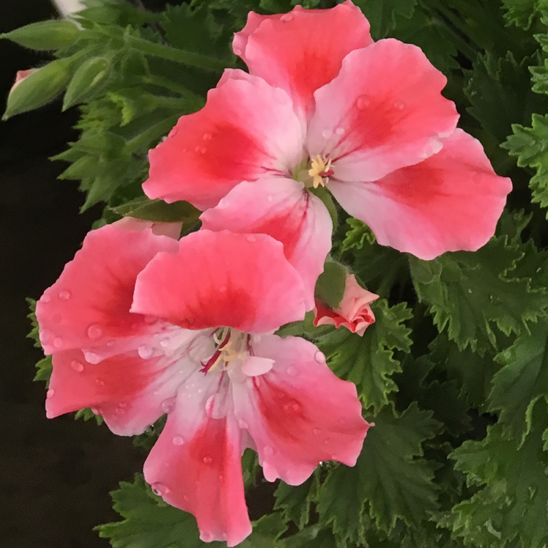 Candy Flowers Peach Cloud Seeds