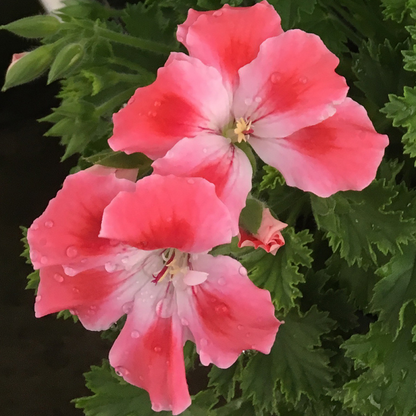 Candy Flowers Peach Cloud Seeds