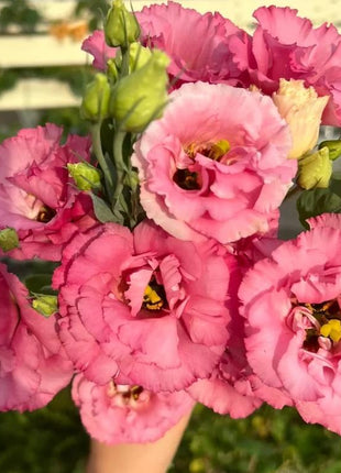 🌺Lisianthus – Sincere Love