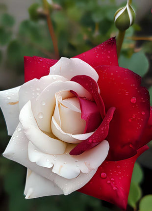 Rare Twin Roses - Seeds