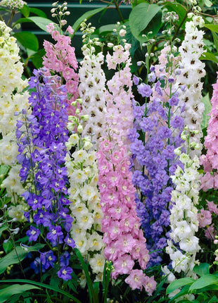 🌼Big Flower Delphinium Seeds