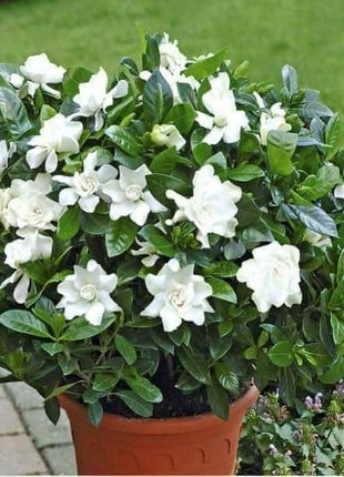 Cape Jasmine Seeds