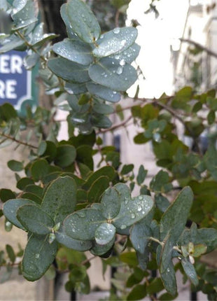 Egrow 50 Pcs/Pack Eucalyptus Seeds Silver Dollar Tree Eucalyptus Cinerea