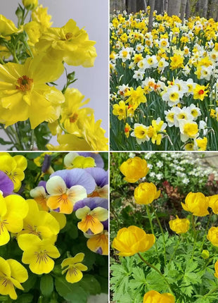 Exclusive Yellow Wildflower Seed Mix