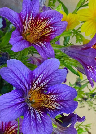 Chilean Morning Glory Seeds