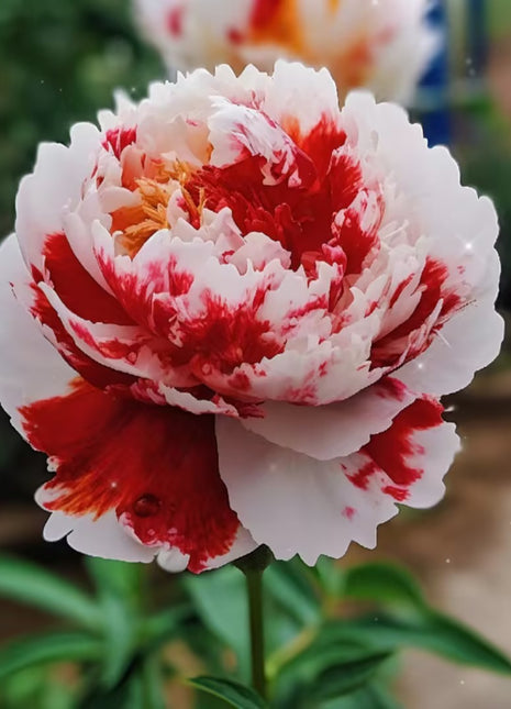 Rare Multicolored Peonies Seeds