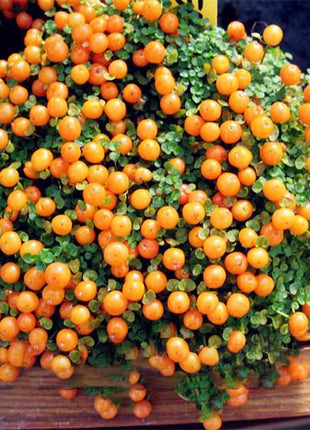 Egrow 50Pcs（100Pcs）/Bag Lamp Beads Grass Seeds Flower Seeds Garden Bonsai Plant for Home Garden Plants