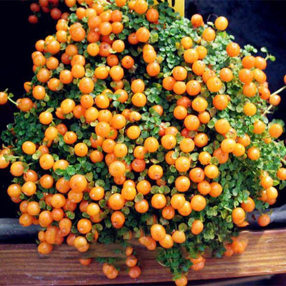 Egrow 50Pcs（100Pcs）/Bag Lamp Beads Grass Seeds Flower Seeds Garden Bonsai Plant for Home Garden Plants