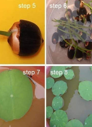 10 Rare Rainbow Lotus Seeds - Bowl Water Lily Hydroponic Plants - Fast Growing