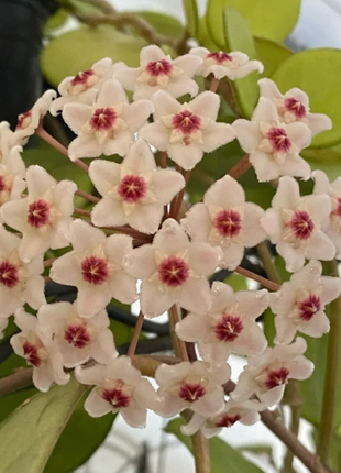⭐️Hoya Carnosa Flower Seeds 丨Star-shaped Flower Ball