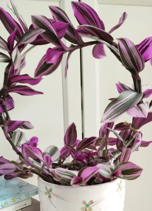 💐Oil Painting Wedding Orchid—Symbol Of Eternity