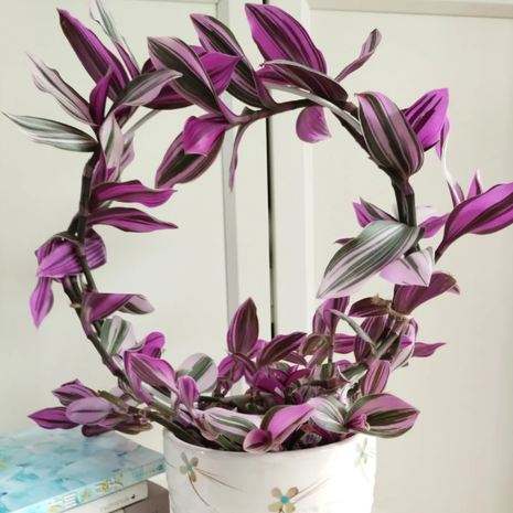 💐Oil Painting Wedding Orchid—Symbol Of Eternity