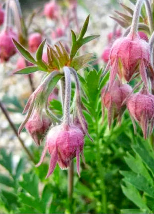 Prairie Smoke Flower Seeds