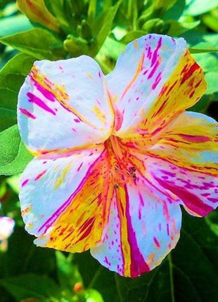 Marvel of Peru Four O' Clock Seeds | Garden Flower Broken Color Changing Transform Pink Rainbow Plant Leaf Seed 2022 Season Fast Shipping