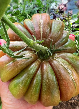 Multicolor Tomato Seeds-No Gmo