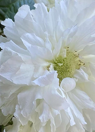 Blanc Double-Blossom de Coubert Seeds