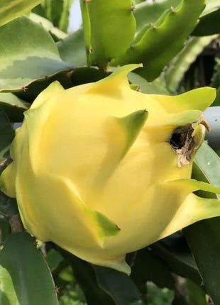Multi-colored Dragon Fruit Seeds