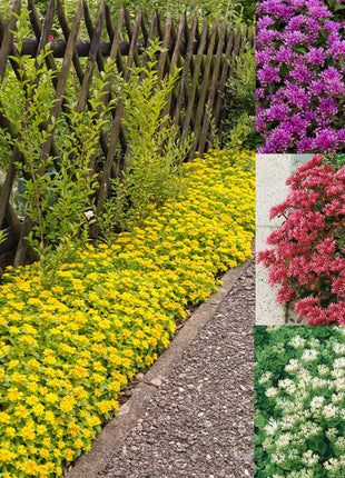 🌺Popular Groundcover Flowering Seeds🌈Colourful Carpet