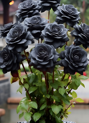 Rare Black Rose Seeds For Home Potted Garden