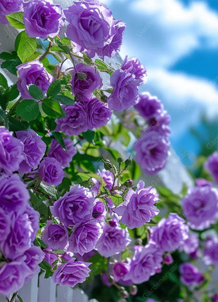 🌹Climbing Rose Seeds - Luck Rises