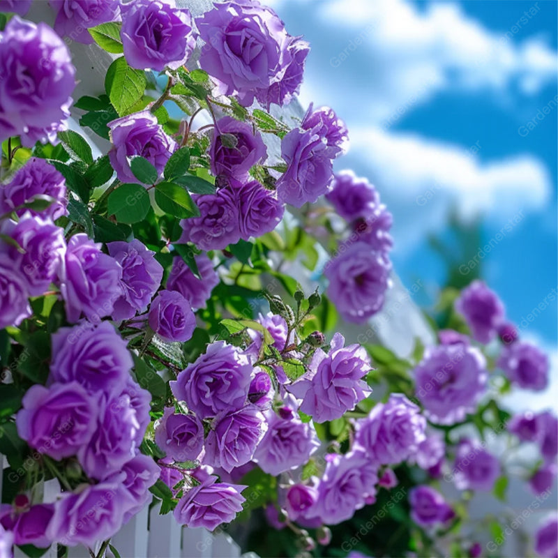 Mixed Climbing Flower Seeds -Over 30 kinds mixed