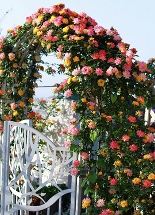 Climbing Rainbow Rose Seeds
