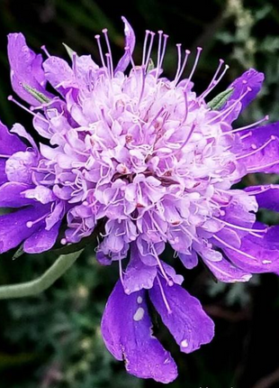 Scabiosa Comosa Seeds