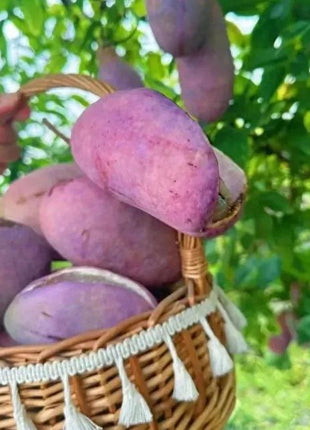 Stauntonia Latifolia Seeds-Organic Food