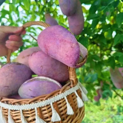 Stauntonia Latifolia Seeds-Organic Food