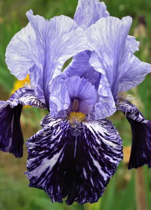 Iris germanica 'Millennium Falcon'