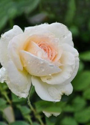 White Climbing Rose Seeds