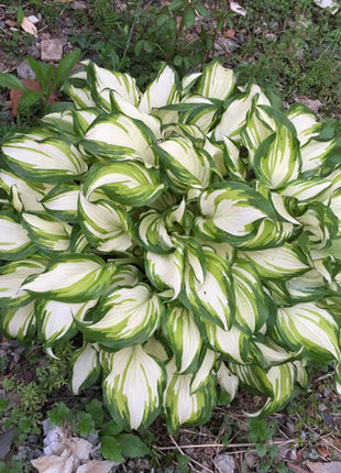 Mixed Hosta Perennials Flower Rare White Lace Lily Seeds