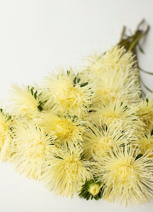 China Aster Valkyrie Yellow