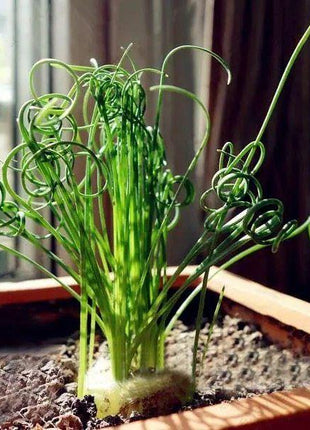 Egrow 100Pcs/Bag Sprial Grass Seeds Green Succulents Plants Garden DIY Bonsai Potted Flower Seed