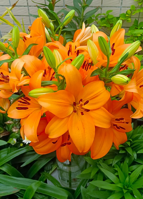 Multicolor Lily Seeds