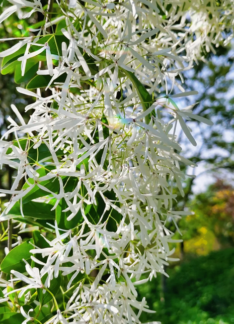White Fringe Tree-April Snow