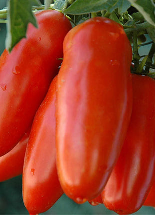 Non Gmo Tomato Red Banana Seeds