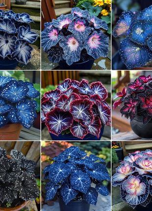 🌺Phantom Begonia 🌺