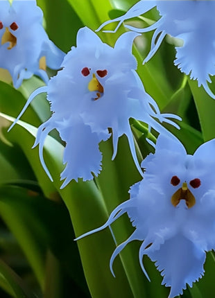 🦊Multicolor Cat Face Orchid Seeds