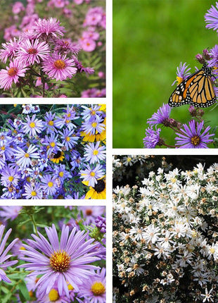🌼 Superstar Aster Collection: Late Summer to Fall Beauty