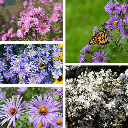 🌼 Superstar Aster Collection: Late Summer to Fall Beauty
