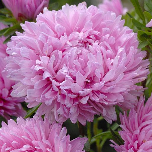 King Size Pink
