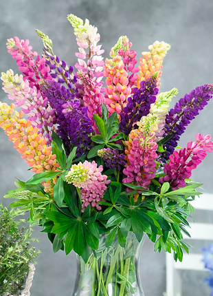 🌺Lupine Flower Seeds - Mother Flower