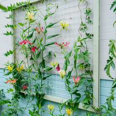 Collection image for: Fruit