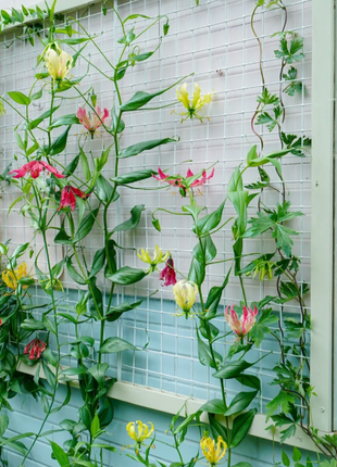 💐Gloriosa Lily—Life Never Dies, Passion Never Dies