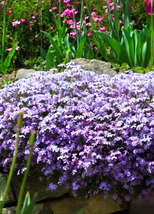 💐Vibrant Tapestry of Color ✨Creeping Phlox Seeds, Shibazakura Seeds