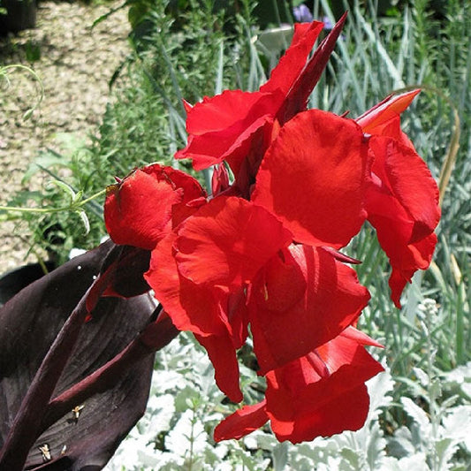 Canna Lily Flower Seeds Perennial Beautiful Bonsai Plant