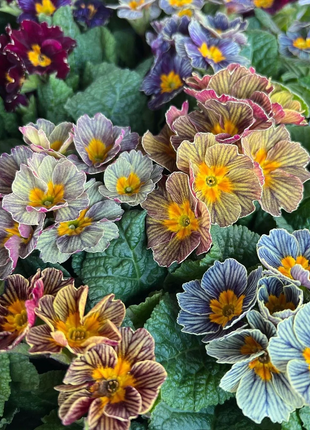 Mixed Color Primrose Seeds